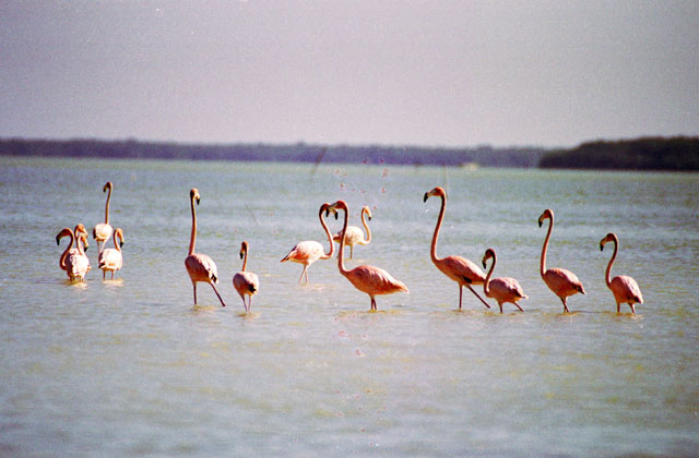 Pink Flamingo (Phoenicopterus ruber), Celestun. Mexico.