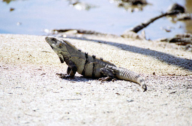 Iguana, Celestun. Mexico.