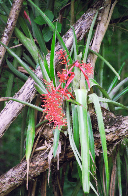 Flower, Sayil. Mexico.