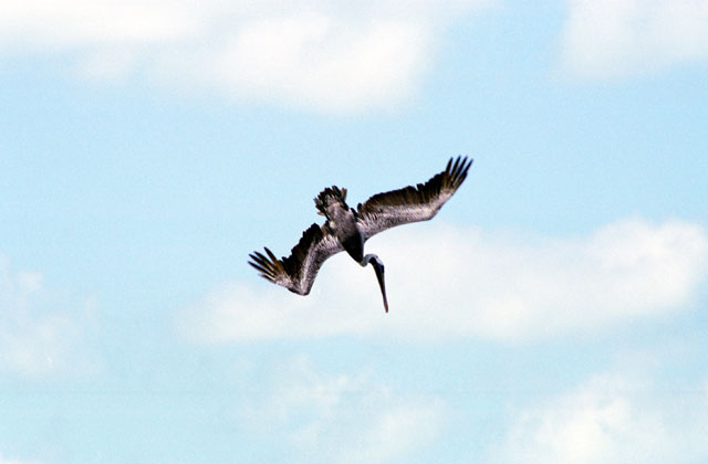 Pelican cath fishes, Celestun. Mexico.