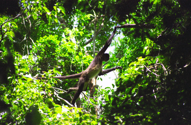 Monkey, Tikal. Guatemala.