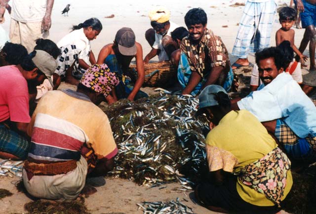 Fishermen in Trincomalee (Kerakendy). Sri Lanka.