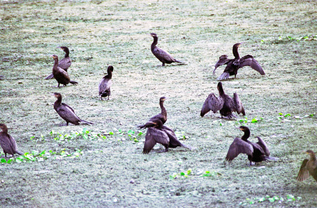 Crooked Tree Reserve. Belize.