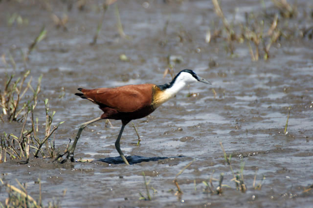 African jacana (Actophilornis africanuss), Ziway lake. South,  Ethiopia.