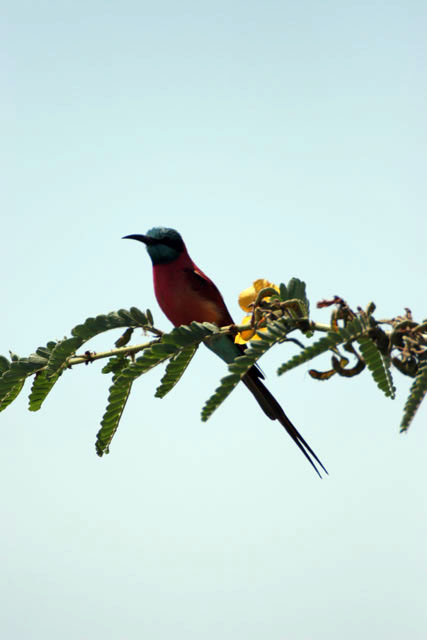 Carmine Bee-eater (Merops nubicus), Ziway lake. South,  Ethiopia.