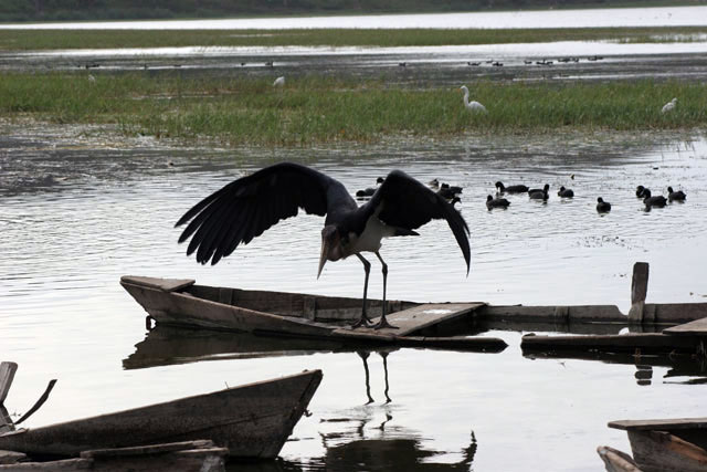 Marabou stork (Leptoptilos crumeniferus), Awasa lake. South,  Ethiopia.