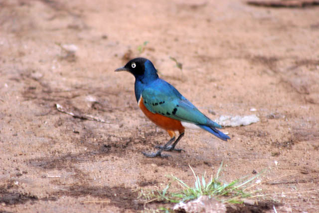 Superb Starling (Lamprotornis superbus). South,  Ethiopia.