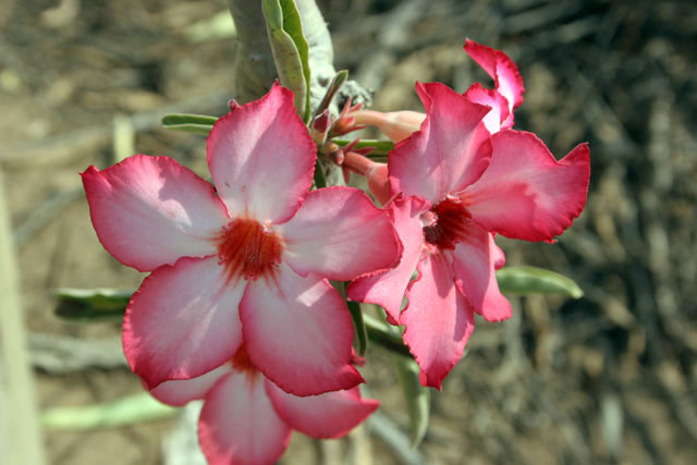 Red flower. South,  Ethiopia.