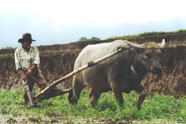 Working at rice field near Bukittingi. Sumatra,  Indonesia.