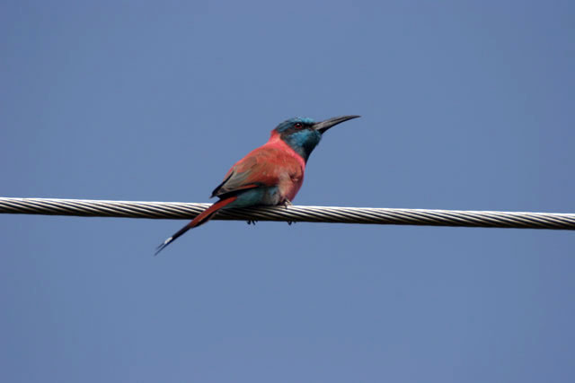 Carmine Bee-eater (Merops nubicus). South,  Ethiopia.