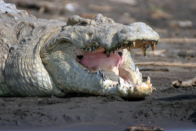 Crocodile, Arba Minch. South,  Ethiopia.