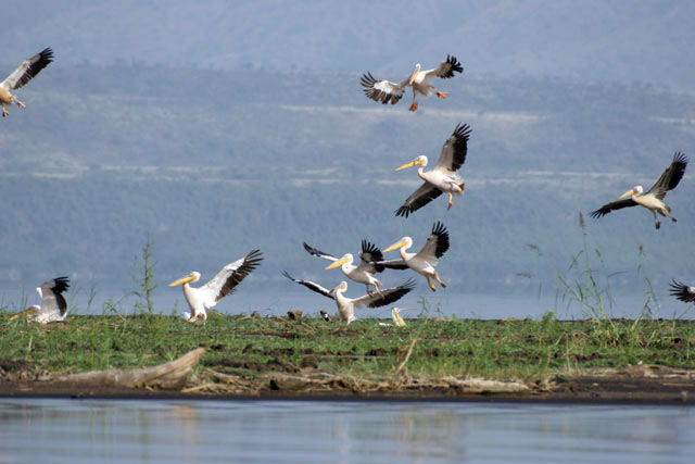 Pink-backed Pelicans (Pelecanus rufescens), Arba Minch. South,  Ethiopia.