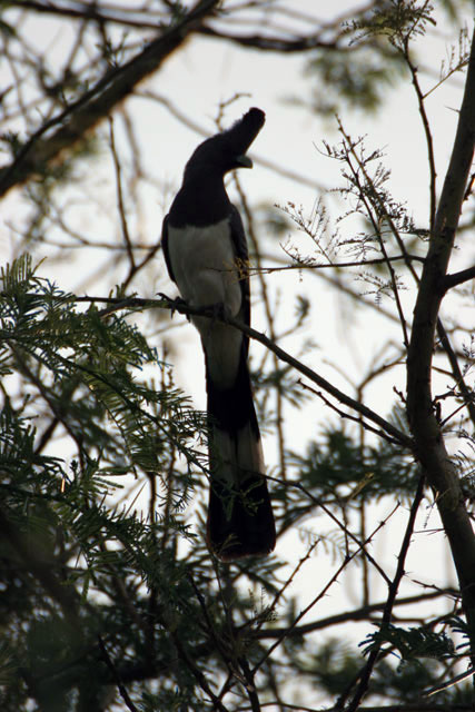 White-bellied Go-away-bird (Corythaixoides leucogaster), Arba Minch area. South,  Ethiopia.
