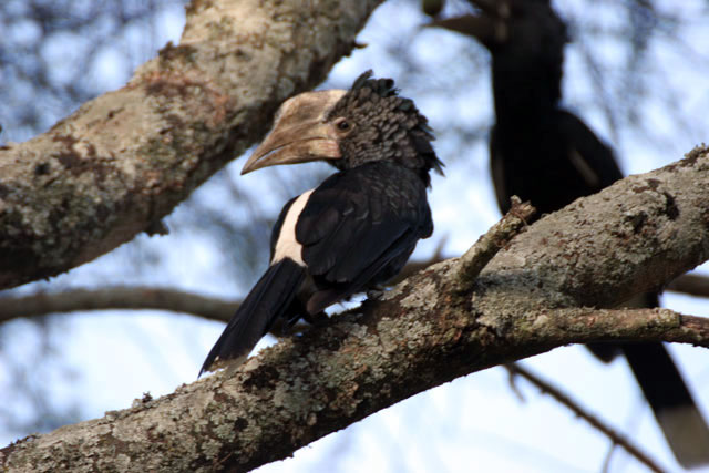Silvery-cheeked Hornbill (Ceratogymna brevis), Arba Minch area. South,  Ethiopia.