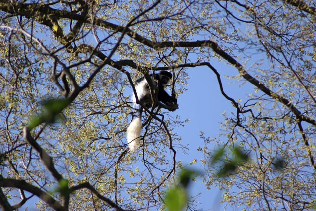 Monkey, Wondogenet. South,  Ethiopia.