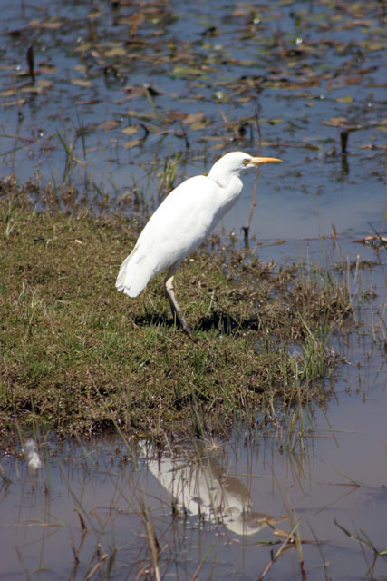 Bird, Bale Mountain National Park. South,  Ethiopia.