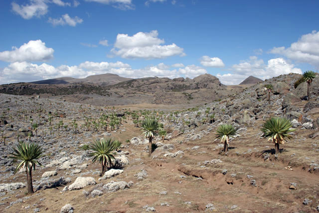 Bale Mountain National Park. South,  Ethiopia.
