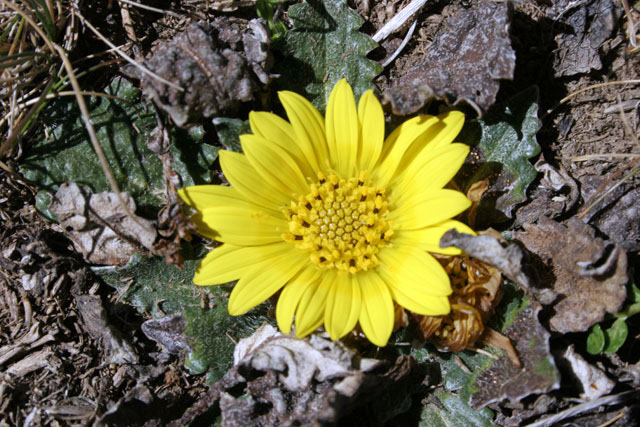 Bale Mountain National Park. South,  Ethiopia.