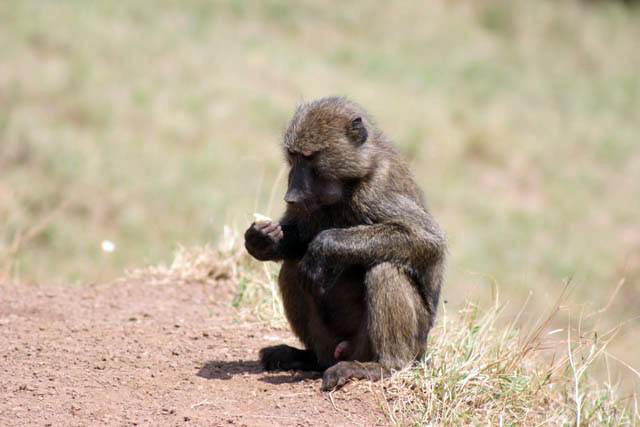 Monkey. South,  Ethiopia.