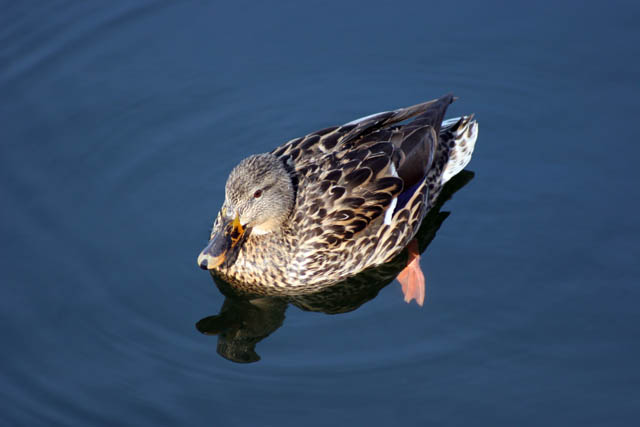 Cental Park, Manhattan, New York. United States of America.