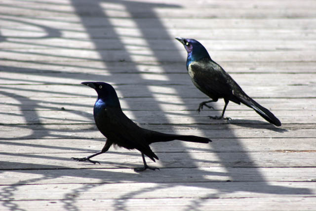Loring Park, Minneapolis, Minnesota. United States of America.