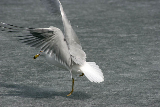 Loring Park, Minneapolis, Minnesota. United States of America.