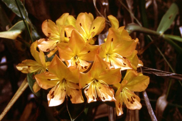 Nice flower. Papua,  Indonesia.