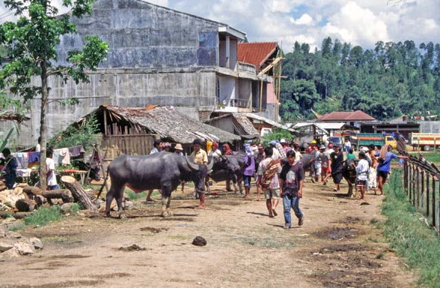 Main weekly market at Rantepao, Tana Toraja area. Sulawesi,  Indonesia.