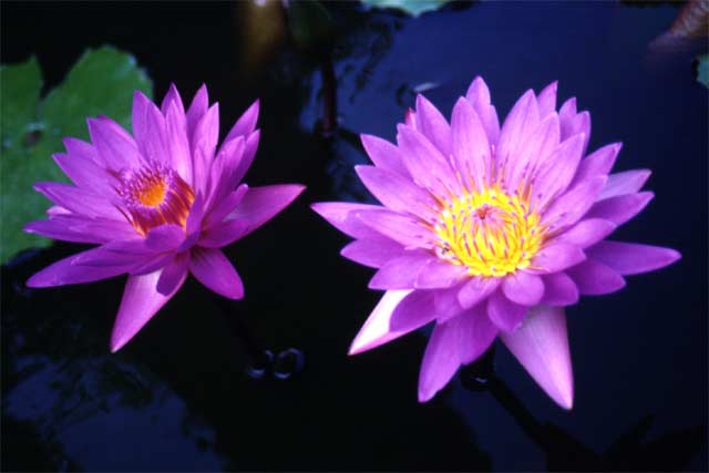 Flowers near Yogyakarta. Java,  Indonesia.