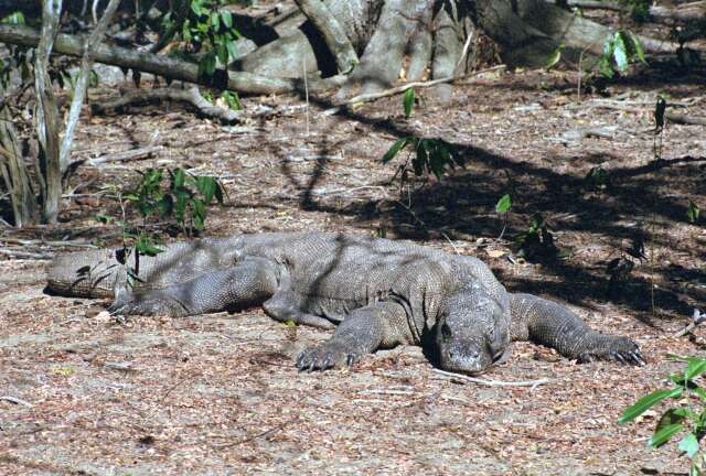 Komodo dragon at Komodo island. Nusa Tenggara,  Indonesia.