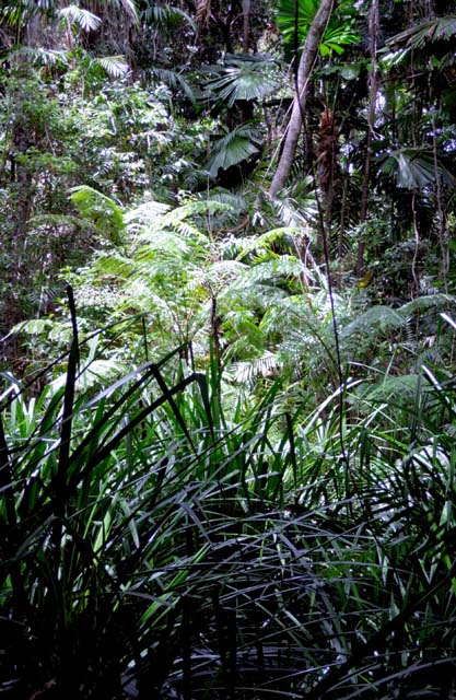 Jungle in Cape Tribulation area. Australia.