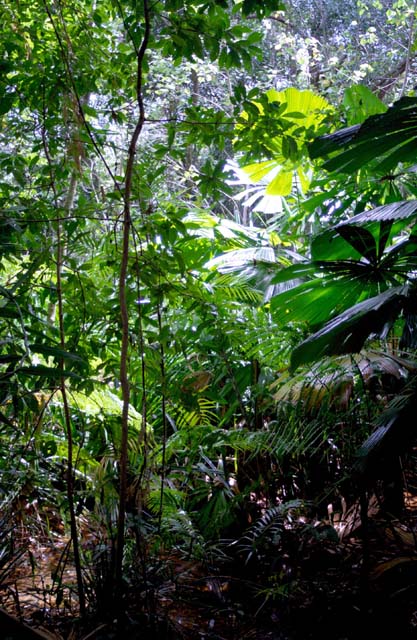 Jungle in Cape Tribulation area. Australia.