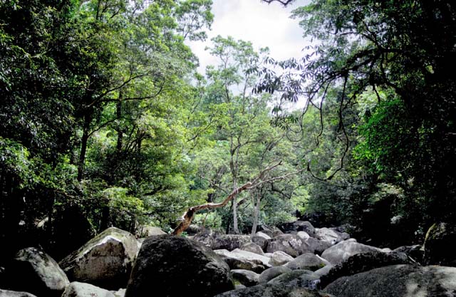 Jungle in Cape Tribulation area. Australia.