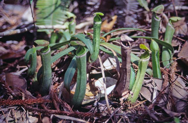 Meat eating flowers at Bako national park. Sarawak,  Malaysia.