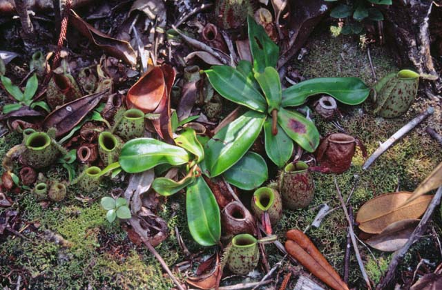 Meat eating flowers at Bako national park. Sarawak,  Malaysia.