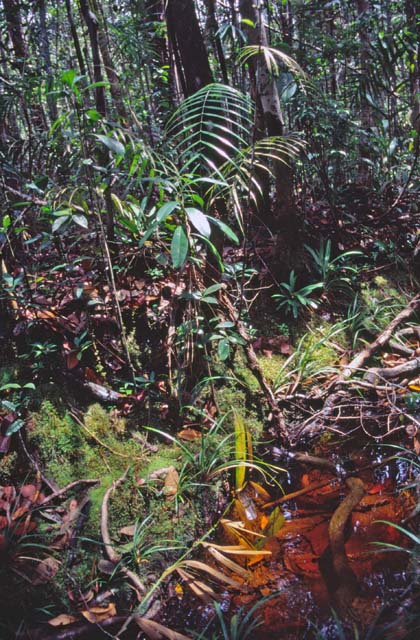 Bako national park. Sarawak,  Malaysia.