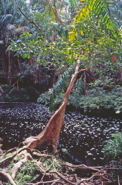 Bako national park. Sarawak,  Malaysia.