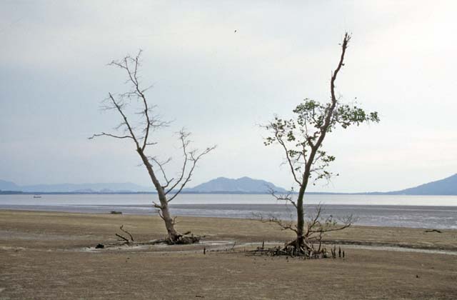 Bako national park. Sarawak,  Malaysia.