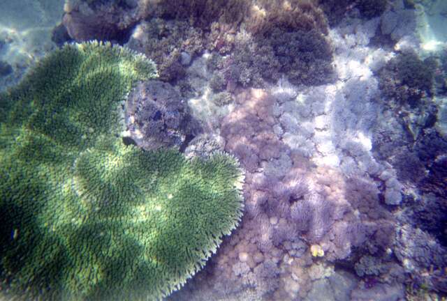 Corals. Nusa Tenggara,  Indonesia.
