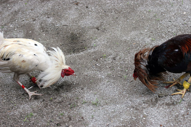 Cockfighting is Philippino national sport. The strong cock can win big money for his owner. Together with the money, the owner family get the other cock which is prepared for dinner. The meat is very healthy because of all the vitamins. Malapascua. Philippines.