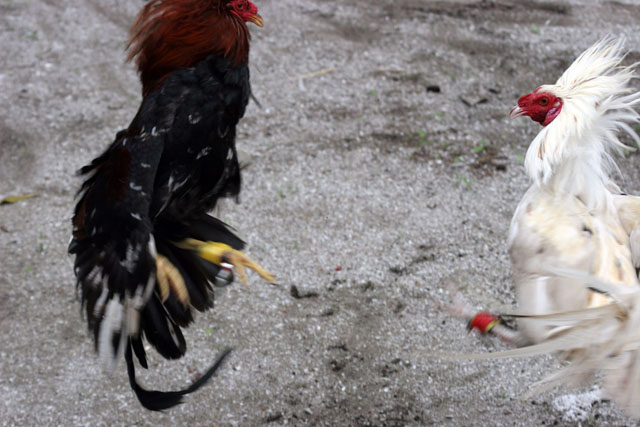 Cockfighting is Philippino national sport. The strong cock can win big money for his owner. Together with the money, the owner family get the other cock which is prepared for dinner. The meat is very healthy because of all the vitamins. Malapascua. Philippines.