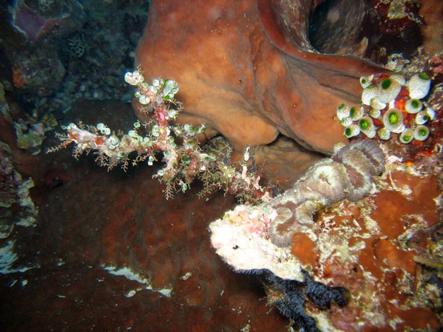 Diving around Bunaken island, Muka Kampung dive site. Sulawesi,  Indonesia.