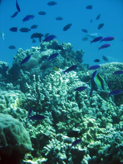 Diving around Bunaken island, Fukui dive site. Sulawesi,  Indonesia.