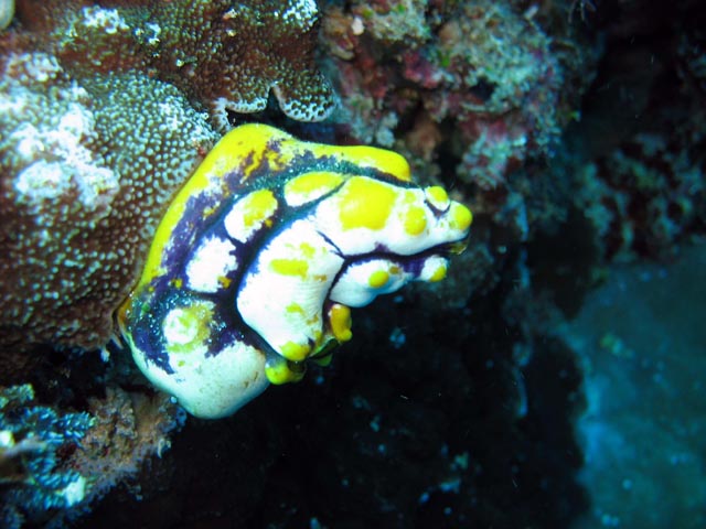 Diving around Bunaken island, Siladan I dive site. Sulawesi,  Indonesia.