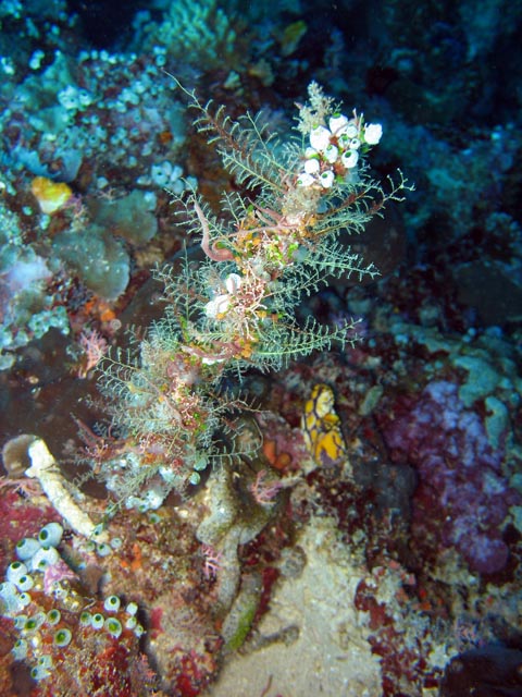 Diving around Bunaken island, Siladan I dive site. Sulawesi,  Indonesia.