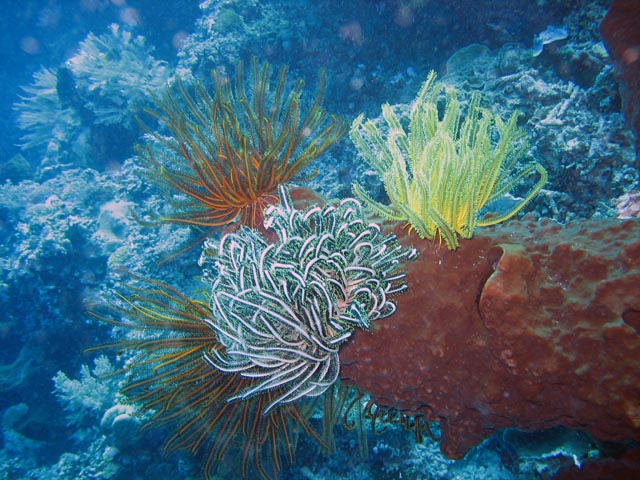 Diving around Bunaken island, Siladan I dive site. Sulawesi,  Indonesia.
