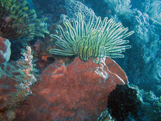 Diving around Bunaken island, Siladan I dive site. Sulawesi,  Indonesia.