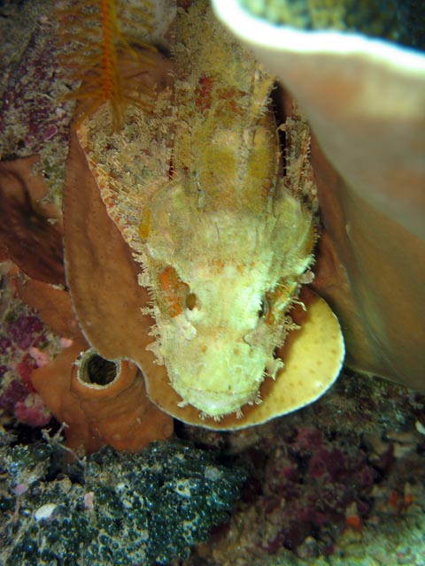 Crocodile Fish.  Diving around Bunaken island, Siladan I dive site. Sulawesi,  Indonesia.