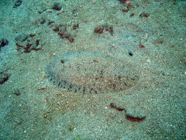 Diving around Bunaken island, Molas Wreck dive site. Sulawesi,  Indonesia.