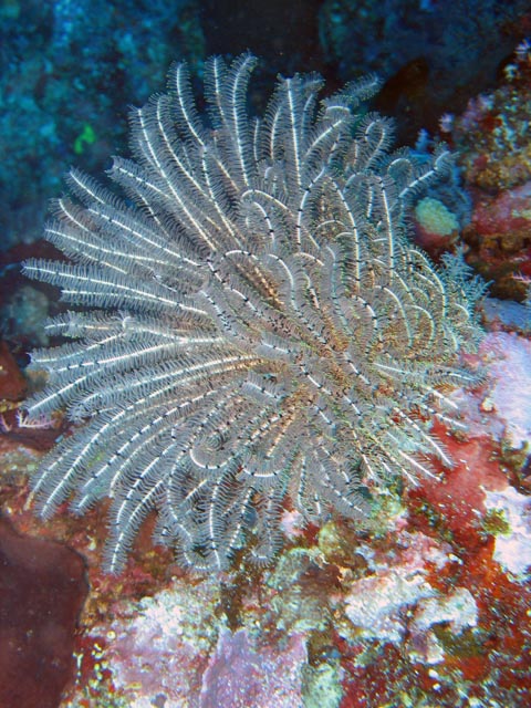 Diving around Bunaken island, Mandolin dive site. Sulawesi,  Indonesia.